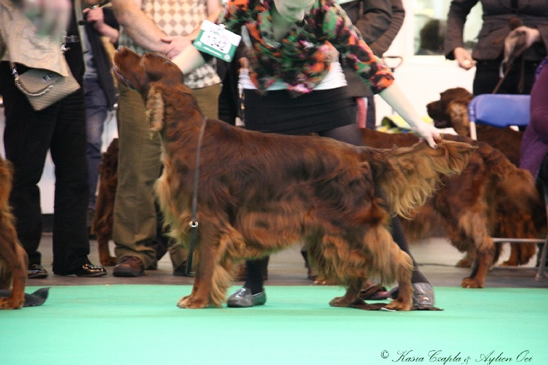 Crufts2011 747.jpg